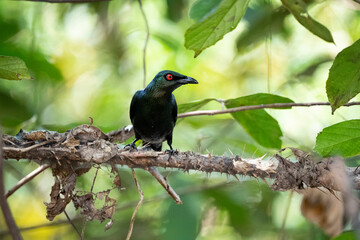 Asian Glossy Starling