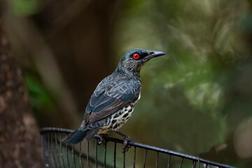 Asian Glossy Starling