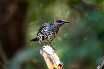 Asian Glossy Starling
