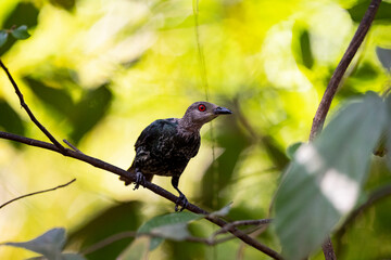 Asian Glossy Starling