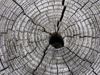 Old cut of a tree with growth rings, cracks and a round hole in the middle