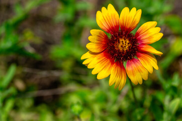 Beautiful Spring Wildflowers 