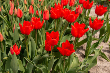 Bright Red Tulips in field