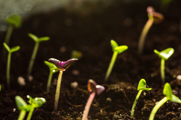 Young basil seedlings growing in the soil in a pot