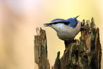 Eurasian Nuthatch