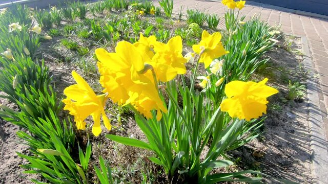 Narcissus jonquilla, commonly known as jonquil or rush daffodil. Some beautiful yellow flowers.
