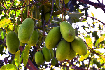 Fresh green organic bunch of mangoes hanging on a mango tree. view of mango orchard.