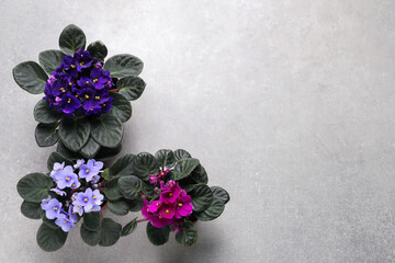 Beautiful violet flowers on light grey background, flat lay with space for text. Delicate house plants