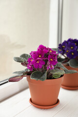Beautiful potted violets on white wooden window sill. Delicate house plants