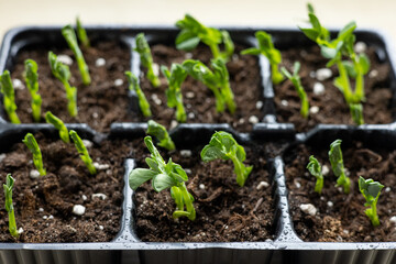 Garden pea shoots - green young plants pisum sativum in the multitray ready to transplant in the vegetable garden - obrazy, fototapety, plakaty