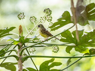 Closeup shot of a black-faced bunting perched on a tree branch