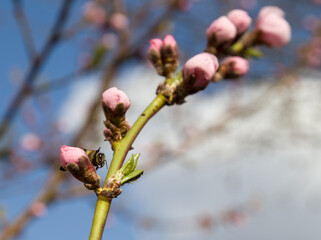 bee on an apricot flower