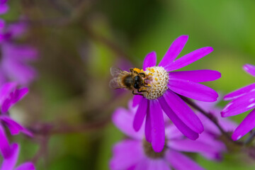 Senecio elegans con abeja posada pertenece a la familia Asteraceae