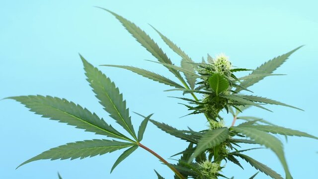 marijuana plant in flowering process with blue background