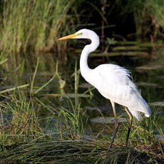 Great Egret