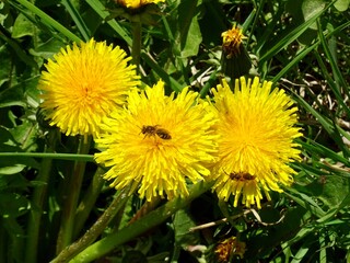 bees on dandelions 