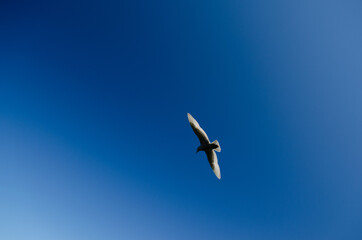 Seagull, Backlit