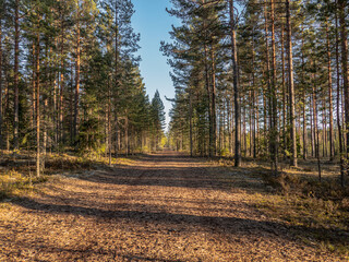 Long forest running track