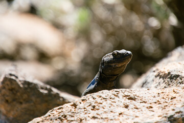 Gallotia galloti pertenece a la familia Lacertidae