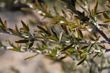 Hojas en la rama de un árbol presente en el parque nacional del Teide