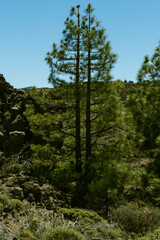 Pinus sp perteneciente a la familia Pinaceae