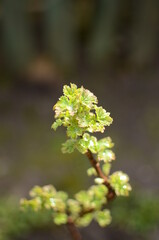 leaves on a branch