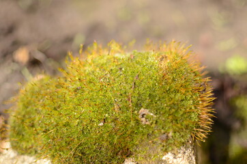 green moss on the stone