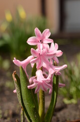 Little pink flowers.