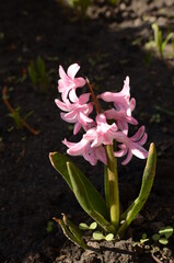 purple crocus flowers in spring