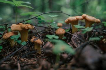 Mushroom picking in season. Edible forest mushrooms, chanterelles grow in the grass.