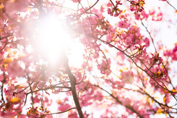 Pinkfarbene Kirschbaumblüte im April