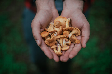 Seasonal picking of edible mushrooms in the forest. Male hands hold a handful of cut chanterelles.