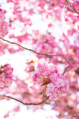 Pinkfarbene Kirschbaumblüte im April