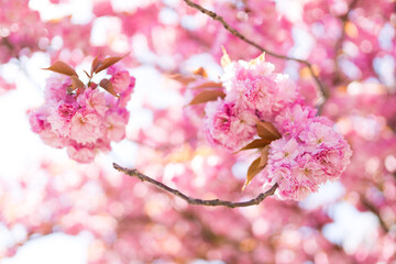 Fototapeta premium Pinkfarbene Kirschbaumblüte im April