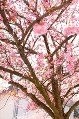 Pinkfarbene Kirschbaumblüte im April