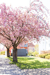 Pinkfarbene Kirschbaumblüte im April