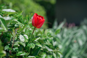 Beautiful Tulip on a sunny day in Spring