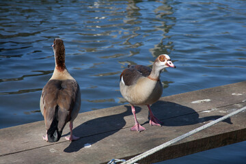 Fototapeta premium A pair of Egyptian Geese on the Thames in Henley in Oxfordshire in the UK