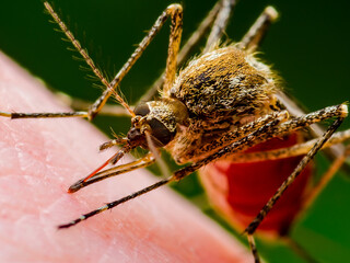 Malaria Infected Mosquito Bite on Green Background. Leishmaniasis, Encephalitis, Yellow Fever, Dengue, Malaria Disease, Mayaro or Zika Virus Infectious Culex Mosquito Parasite Insect Macro.