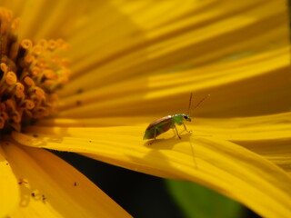 Descansando en una flor © saloesqui