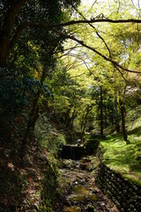 Obraz premium Small creek surrounded by green trees on Yoshinoyama, Mount Yoshino in Nara Prefecture - 日本 奈良 吉野山 小川