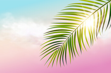 Obraz na płótnie Canvas Green leaf of palm tree on white background