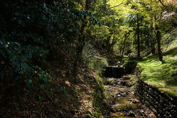 Fototapeta na wymiar Small creek surrounded by green trees on Yoshinoyama, Mount Yoshino in Nara Prefecture - 日本 奈良 吉野山 小川