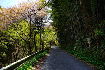 Fototapeta premium Mountain path surrounded by green trees and bamboo on Yoshinoyama, Mount Yoshino in Nara Prefecture - 日本 奈良 吉野山 山道