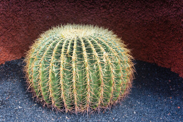 cactus in the desert