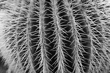 cactus in the desert monochrome