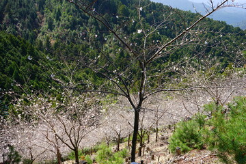 Yoshinoyama sakura cherry blossom . Mount Yoshino in Nara Prefecture, Japan's most famous cherry blossom viewing spot - 日本 奈良 吉野山の桜