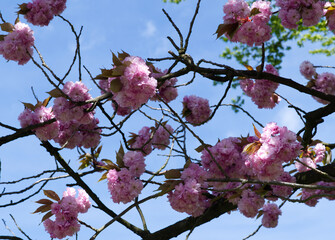 Kirchbl&uuml;te in K&ouml;ln S&uuml;lz 2