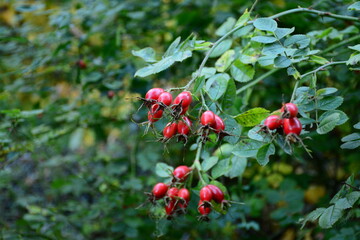 Obraz premium Frutos de rosa mosqueta (Rosa eglanteria) en Bariloche, Argentina
