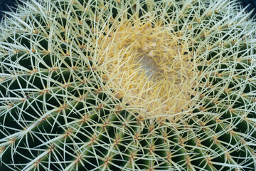 cactus in the garden